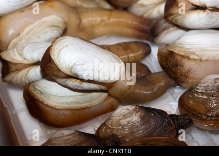 Geoduck on sale at Tsukiji Wholesale Fish Market Tokyo Japan -  An example of the strange or weird food eaten by people around the world Stock Photo