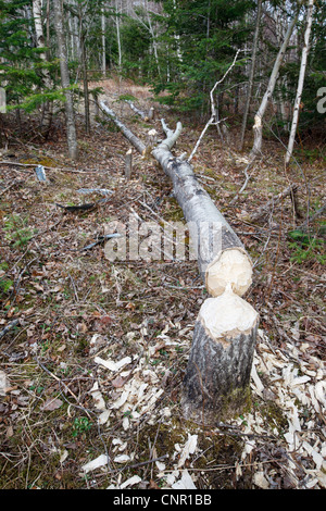 Beaver impact next to a wetlands area along the Notchway Trail in the town of Franconia, New Hampshire USA Stock Photo