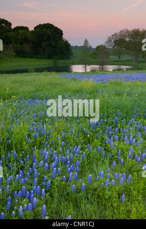 Texas bluebonnets (Lupininus texensis), at sunrise Stock Photo