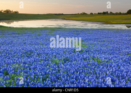 Texas bluebonnets (Lupininus texensis), at sunrise Stock Photo