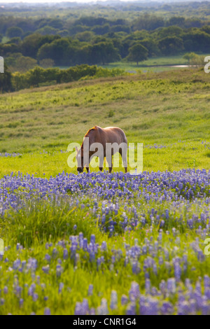 Horse in a field of Texas bluebonnets (Lupininus texensis) Stock Photo