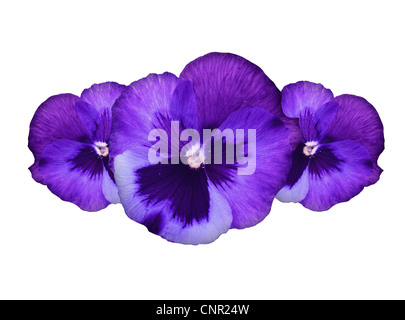 Purple pansy flowers border, floral decorative design made of fresh spring plant, isolated over white background Stock Photo