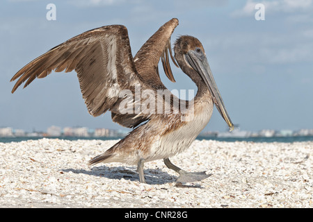 Brown Pelican - Juvenile Stock Photo