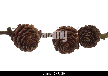 autumn brown pine cone isolated on white Stock Photo