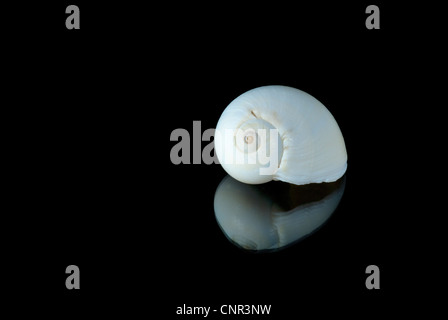 On a black background a Seashell Stock Photo