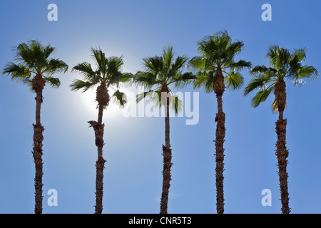 Row of Palm Trees, Palm Springs, California, USA Stock Photo
