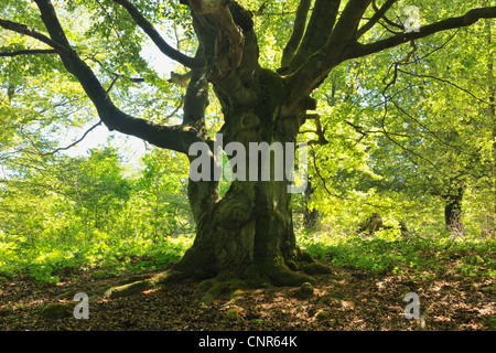 Old Beech Tree, Kellerwald-Edersee National Park, Hesse, Germany Stock Photo