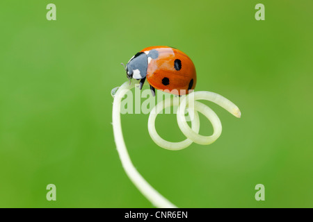 Seven Spot Ladybird, Franconia, Bavaria, Germany Stock Photo