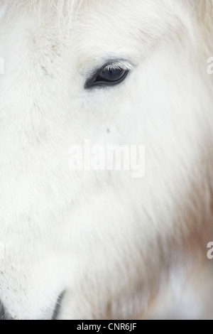 Close up of horse’s eye Stock Photo