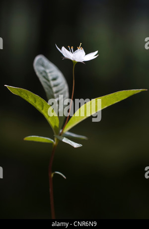 chickweed wintergreen (Trientalis europaea), in backlight, United Kingdom, Scotland, Cairngorms National Park Stock Photo