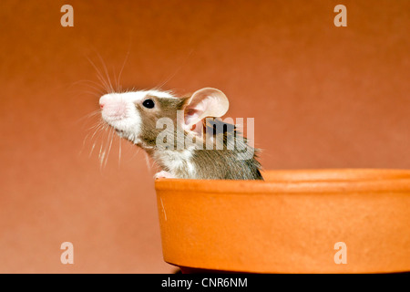 house mouse (Mus musculus), fancy mouse looking out of a shell Stock Photo