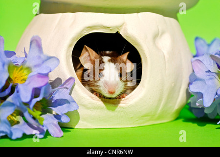 house mouse (Mus musculus), fancy mouse looking out of a pot Stock Photo