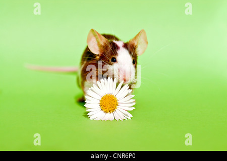 house mouse (Mus musculus), fancy mouse sniffing at daisy Stock Photo