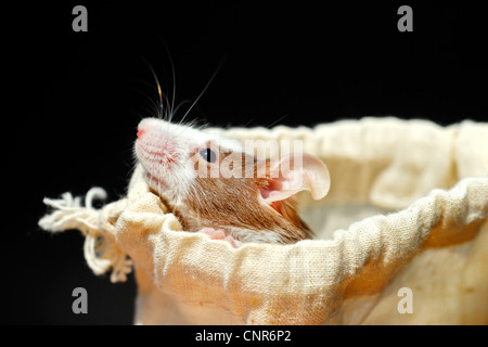 house mouse (Mus musculus), fancy mouse looking out of a sack Stock Photo