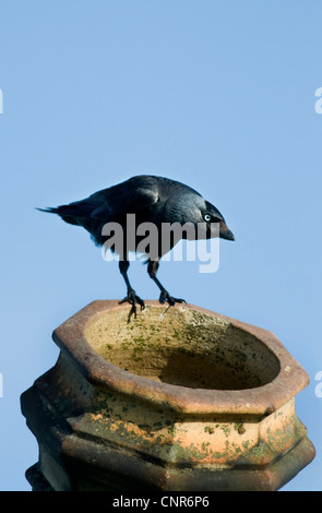 jackdaw (Corvus monedula), on chimney, United Kingdom, Scotland, Islay Stock Photo