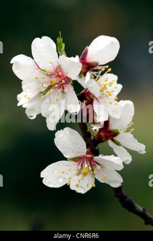 sweet almond (Prunus amygdalus var. dulcis, Prunus dulcis var. dulcis), almond bloom, Spain, Balearen, Majorca Stock Photo