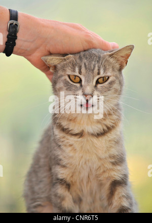 woman stroking cat Stock Photo