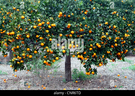 Orange tree (Citrus sinensis), orange tree, Spain, Balearen, Majorca Stock Photo