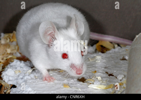 White laboratory mouse (Mus musculus ) crawling on a clay pot ...