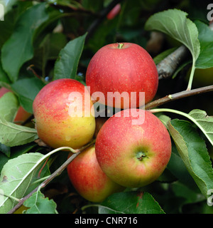 apple (Malus domestica), cultivar 'Elstar' Stock Photo