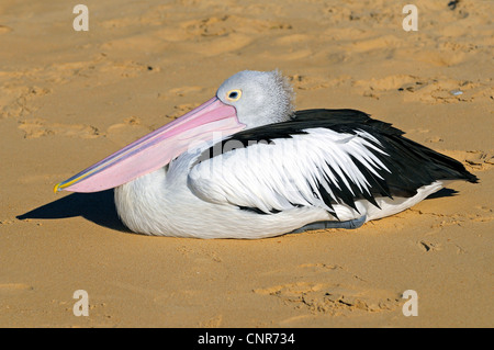 Australian pelican (Pelecanus conspicillatus), resting, Australia, Queensland Stock Photo