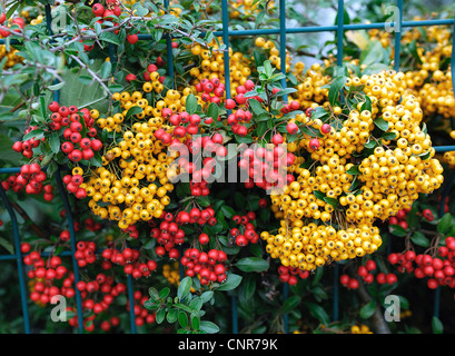 fire thorn, scarlet firethorn, burning bush (Pyracantha coccinea), with fruits Stock Photo