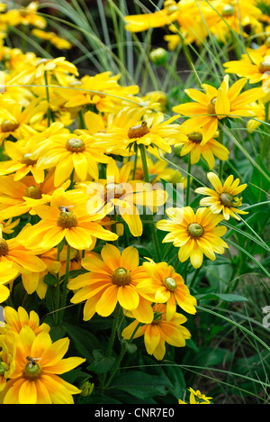 black-eyed susan, hairy coneflower, yellow daisy (Rudbeckia hirta), cultivar 'Prarie Sun' Stock Photo