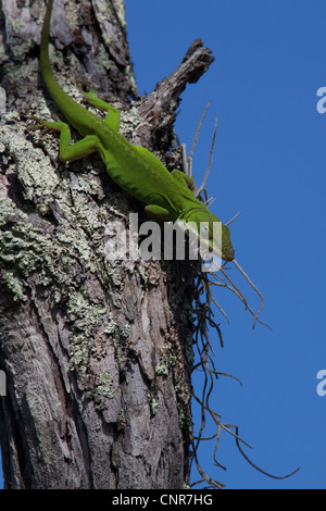 Green or Carolina Anole Lizard Anolis carolinensis on Cypress tree Taxodium distichum Florida USA Stock Photo