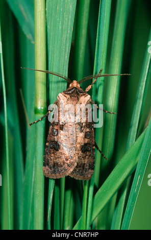 turnip moth or common cutworm (Agrotis segetum), sitting in grass, Germany Stock Photo