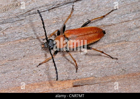 Red Longhorn Beetle (Anoplodera rubra, Stictoleptura rubra, Leptura rubra, Corymbia rubra, Aredolpona rubra), female, Germany