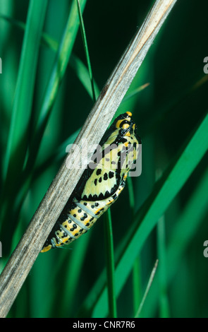 black-veined white (Aporia crataegi), pupa at a sprout, Germany Stock Photo