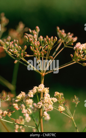 common caraway (Carum carvi), flowers and fruits Stock Photo