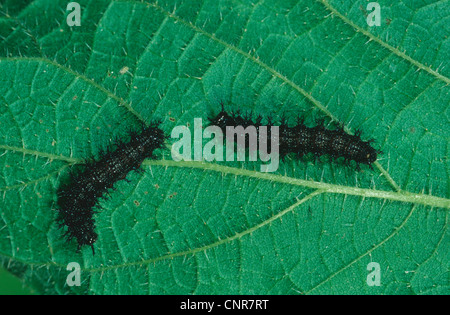 map butterfly (Araschnia levana), caterpillar on nettle leaf, Germany Stock Photo