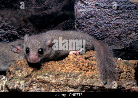 African Woodland Dormouse Graphiurus murinus, Gliridae, Rodentia Stock