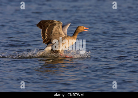 greylag goose (Anser anser), landing on the water, Europe Stock Photo