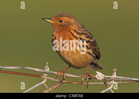 red-throated pitpit (Anthus cervinus), sitting on barbed wire fence, Europe Stock Photo