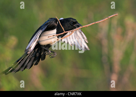 black-billed magpie (Pica pica), flying with nesting material, Europe Stock Photo