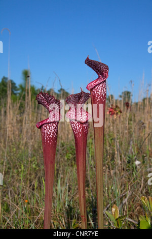 Carnivorous White-topped Pitcher Plant Sarracenia leucophylla  Red form with hybrid influence from other species  Alabama  USA Stock Photo