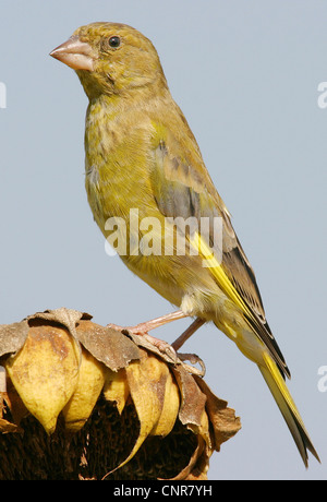 western greenfinch (Carduelis chloris), sitting on a withered sunflower, Europe Stock Photo