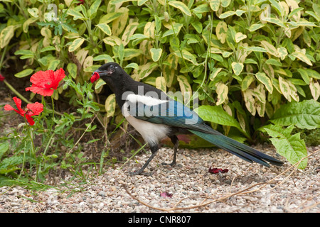 black-billed magpie (Pica pica), picking petal from poppy flower Stock Photo