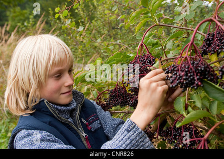 European black elder (Sambucus nigra), child harvesting mature elderberries, Germany Stock Photo