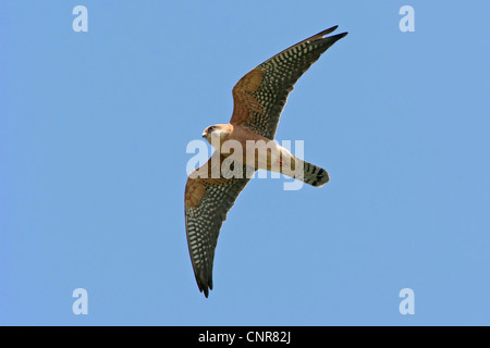western red-footed falcon (Falco vespertinus), flying, Europe Stock Photo