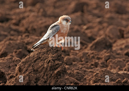 western red-footed falcon (Falco vespertinus), sitting on an acre, Europe Stock Photo
