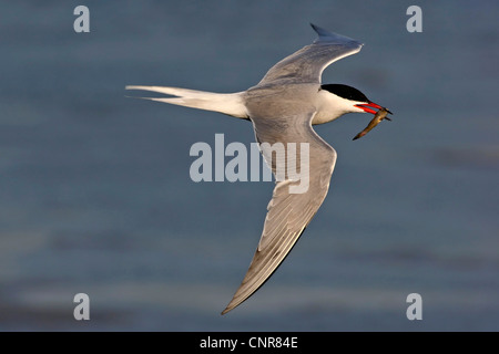 common tern (Sterna hirundo), fliying with prey, Netherlands Stock Photo