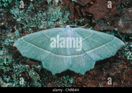 Light Emerald (Campaea margaritata), sitting on bark, Germany Stock Photo