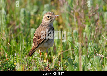tawny pitpit (Anthus campestris), on meadow, Europe Stock Photo