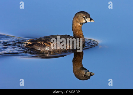 pied-billed grebe (Podilymbus podiceps), swimming with mirror image, USA, Florida, Everglades National Park