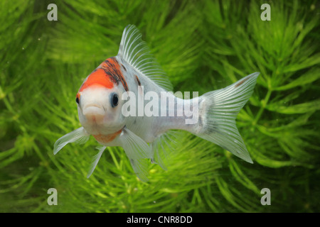 Goldfish (Carassius auratus) swimming in large rectangular