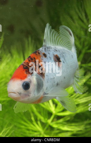 Goldfish (Carassius auratus) swimming in large rectangular