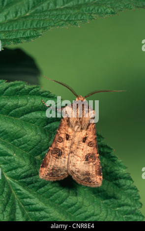 turnip moth or common cutworm (Agrotis segetum), top view; top side, Germany Stock Photo